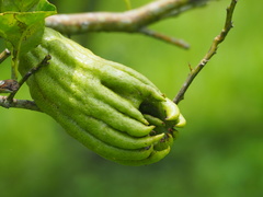 Citrus medica sarcodactylis