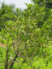 Citrus medica sarcodactylis
