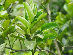 Citrus medica sarcodactylis