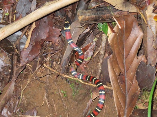 Central American Milksnake