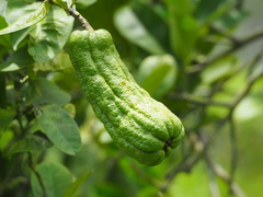 Citrus medica sarcodactylis