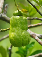 Citrus medica sarcodactylis