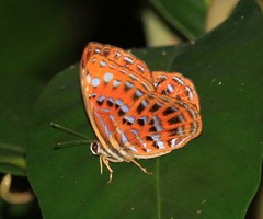 Laxita thuisto