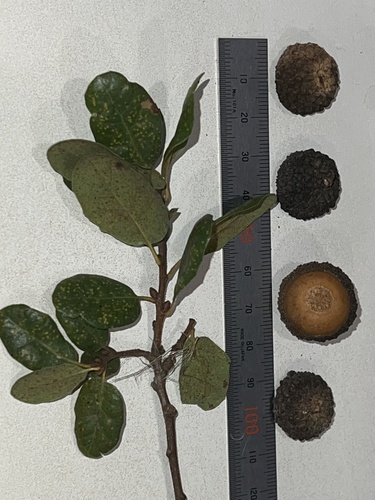 Scrub Oak fruiting