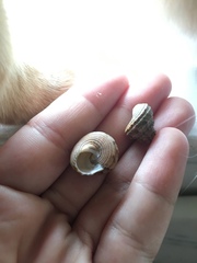 Calliostoma gemmulatum