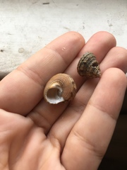 Calliostoma gemmulatum