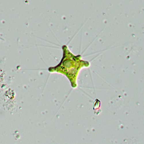 Polyedriopsis spinulosa