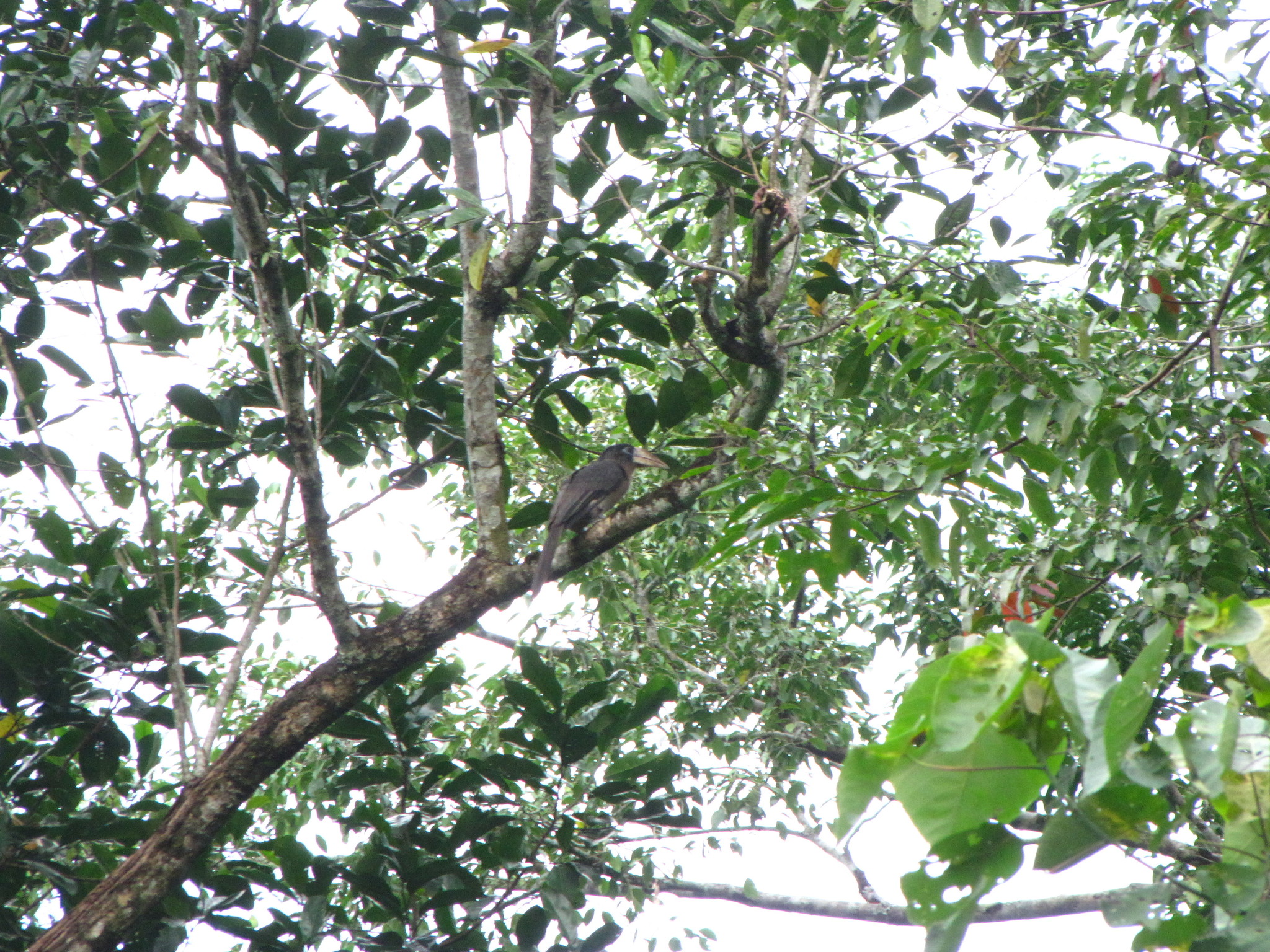 Austen's Brown Hornbill
