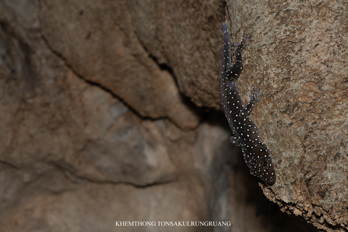 Starry Tokay Gecko