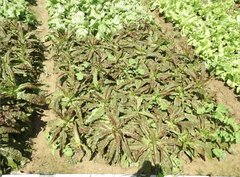 Lactuca sativa longifolia