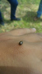 Agroiconota bivittata