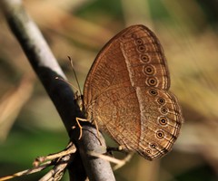 Mycalesis janardana
