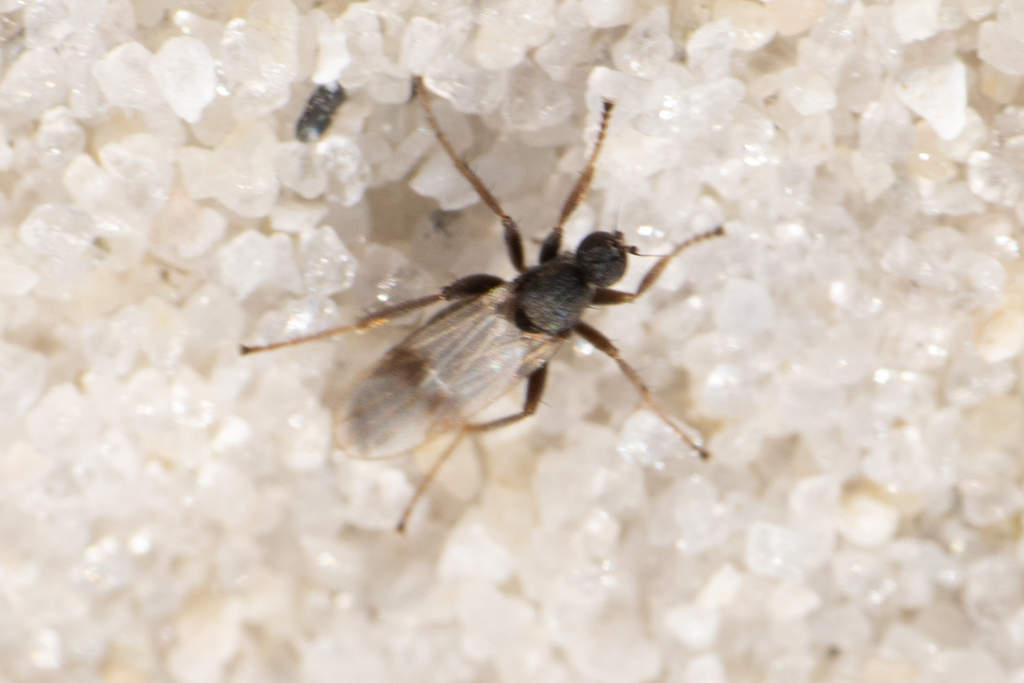 Chersodromia insignita