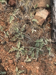 Balsamorhiza sericea