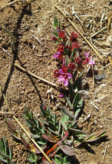 Ammannia luederitzii
