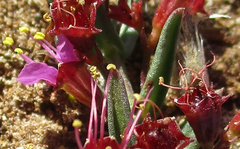 Ammannia luederitzii