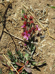 Ammannia luederitzii