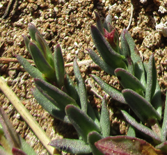 Ammannia luederitzii