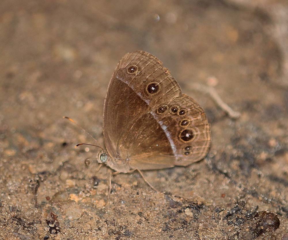 Red Bushbrown