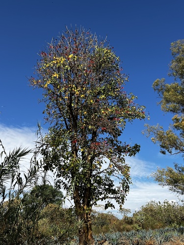 Foto de Mulungu