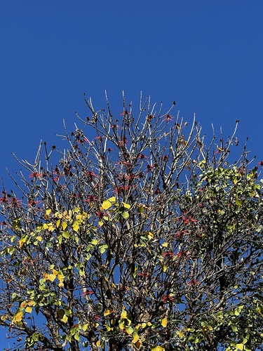 Foto de Mulungu