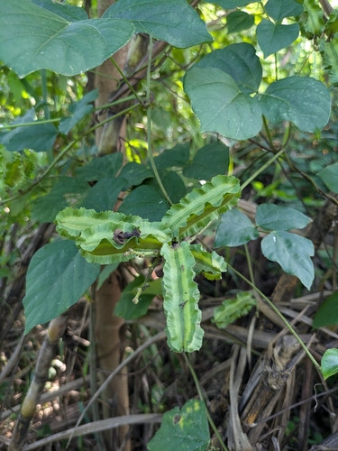Psophocarpus tetragonolobus iNat (1)