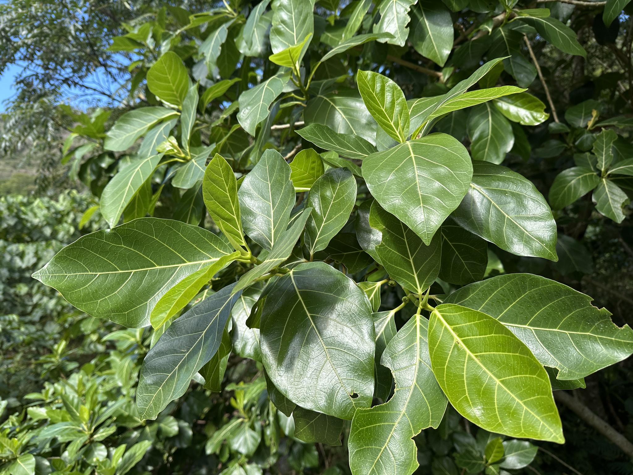 Imagem de Mata-pasto