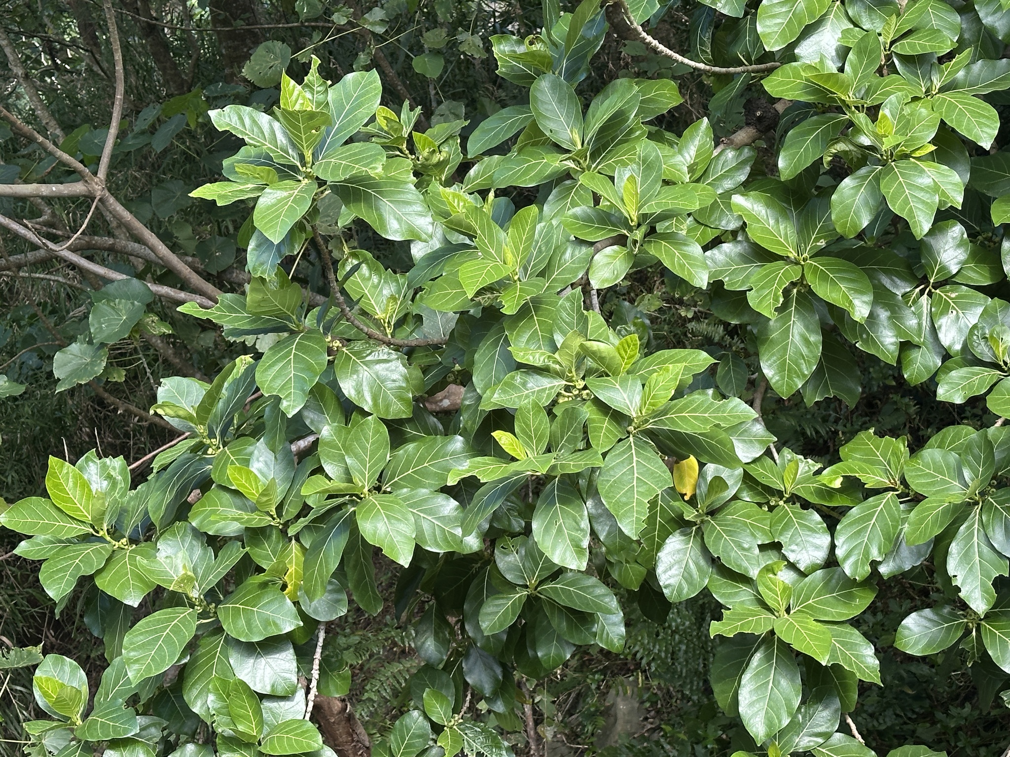 Imagem de Mata-pasto