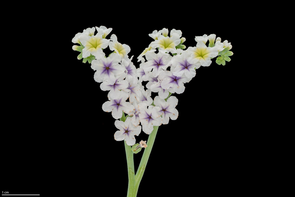 Heliotropium curassavicum