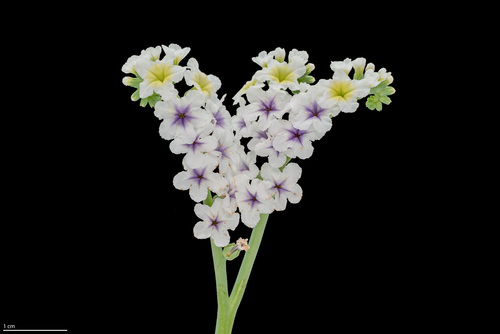 seaside heliotrope (Heliotropium curassavicum var. obovatum)