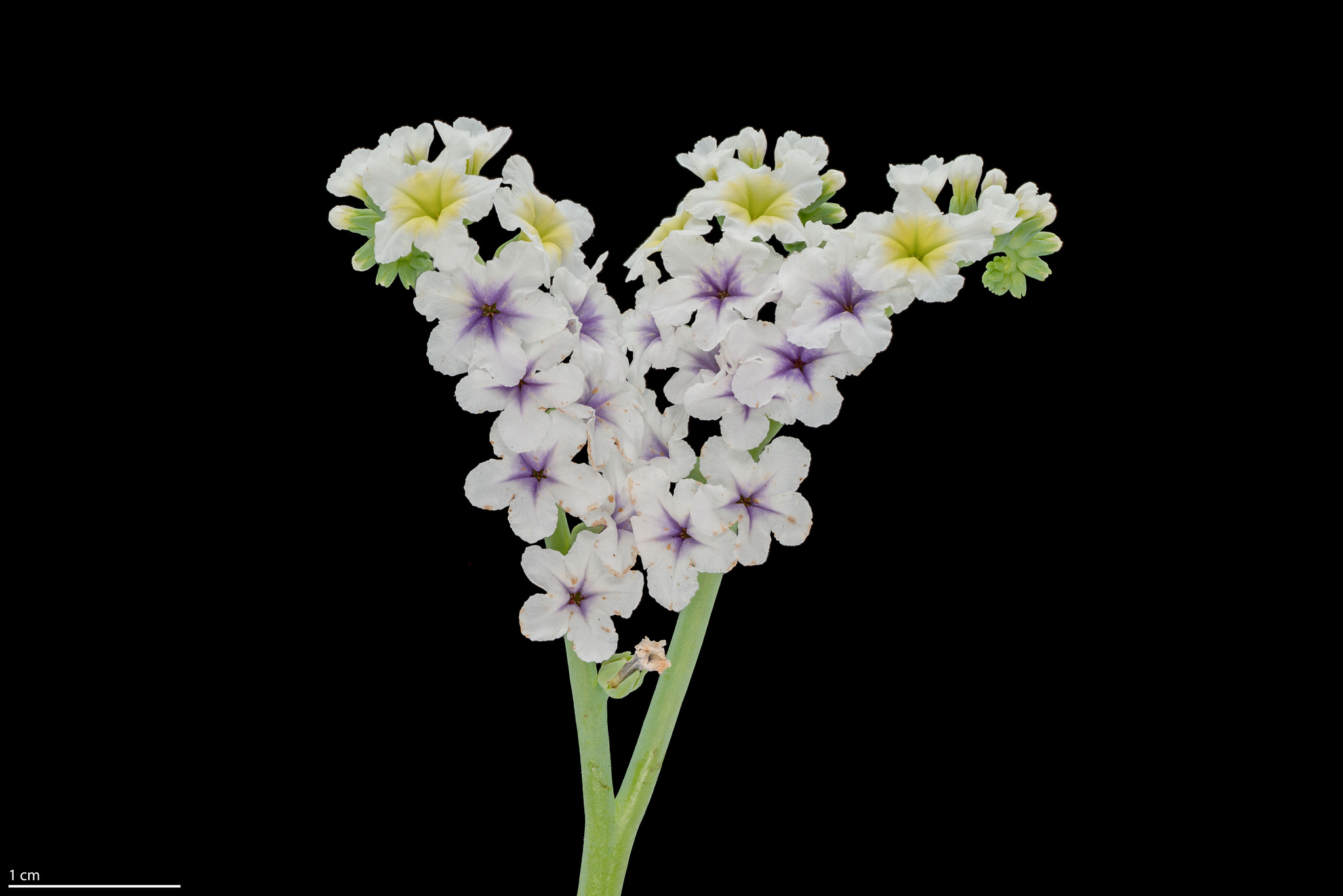 Heliotropium curassavicum