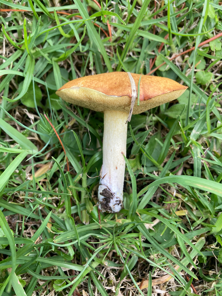 Suillus granulatus · January 2025 · photo: © berardom (iNaturalist, cc-by)