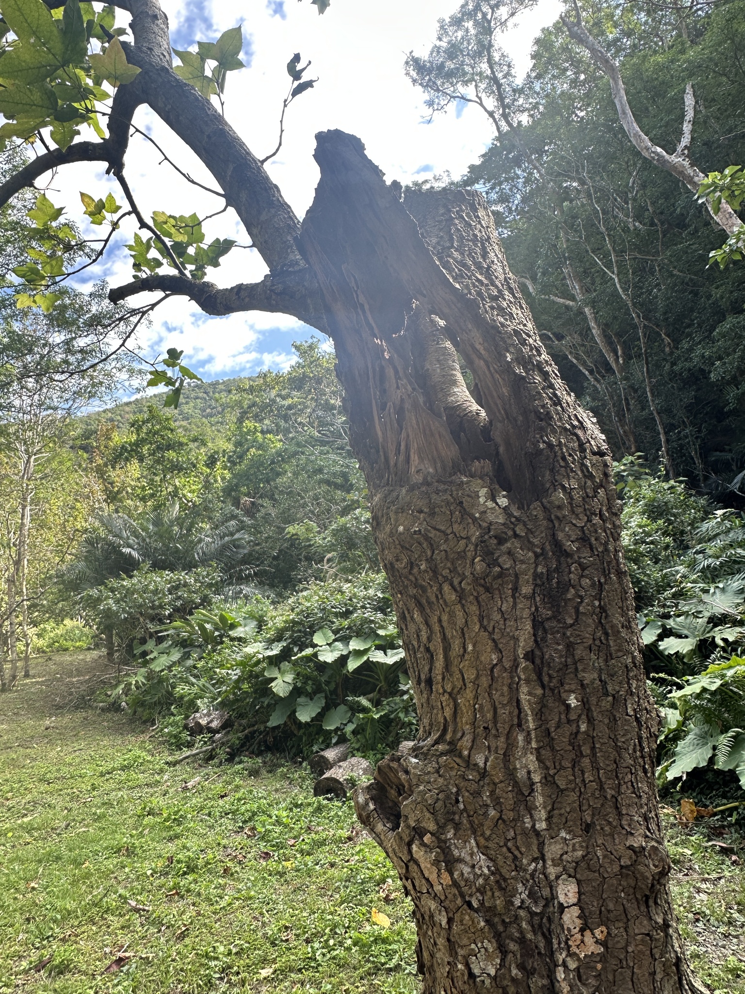 Imagem de Liquidâmbar