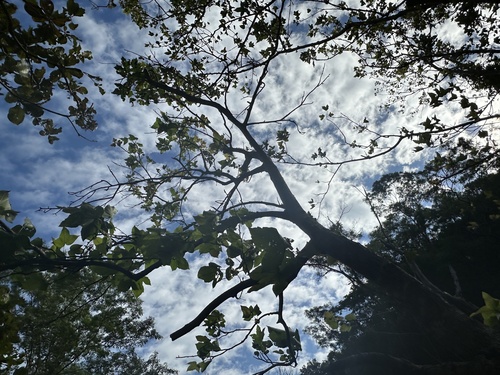 Foto de Liquidâmbar