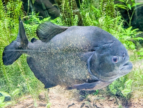 Sao Francisco-piranha (Pygocentrus piraya) — Serrasalmidae — 4