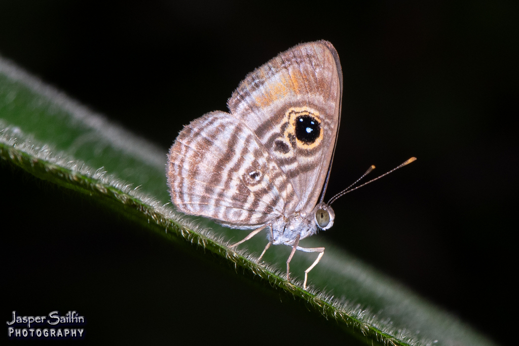 Mesosemia esperanza