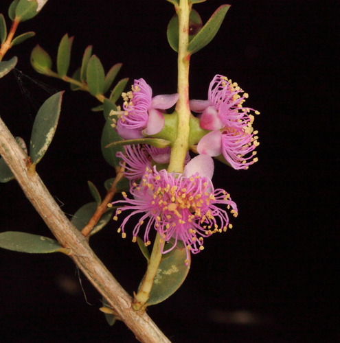 Melaleuca platycalyx