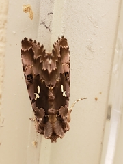 Autographa corusca
