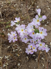Leptosiphon grandiflorus
