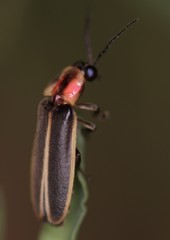 Photinus knulli