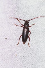 Enaphalodes seminitidus