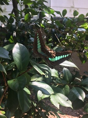 Graphium sarpedon nipponum