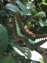 Graphium sarpedon nipponum
