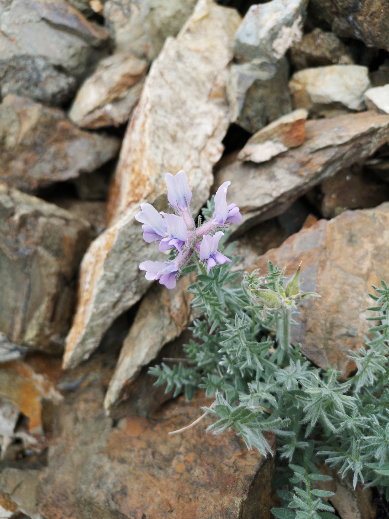 Oxytropis arctica var. murrayi