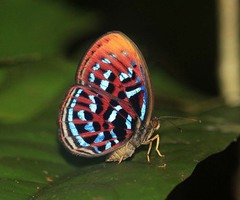 Paralaxita orphna
