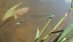 Aciagrion borneense