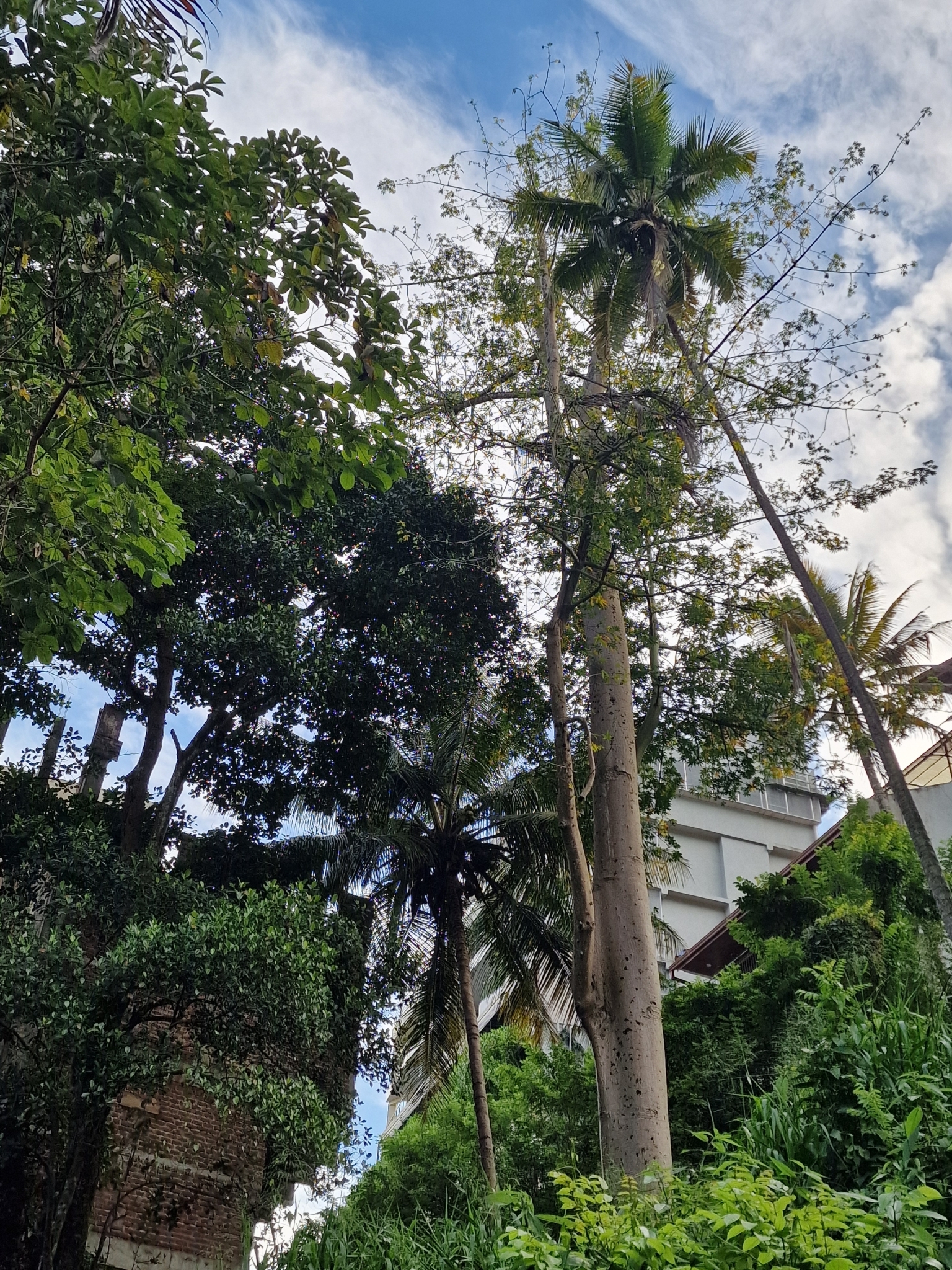 Imagem de Samauma