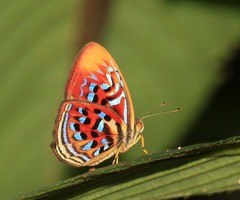 Paralaxita telesia
