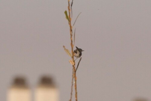 iNaturalist observation photo of Blue-gray Gnatcatcher