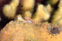 Glass Goby photo 4